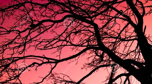 tree-over-red-sky-2532277 (2)